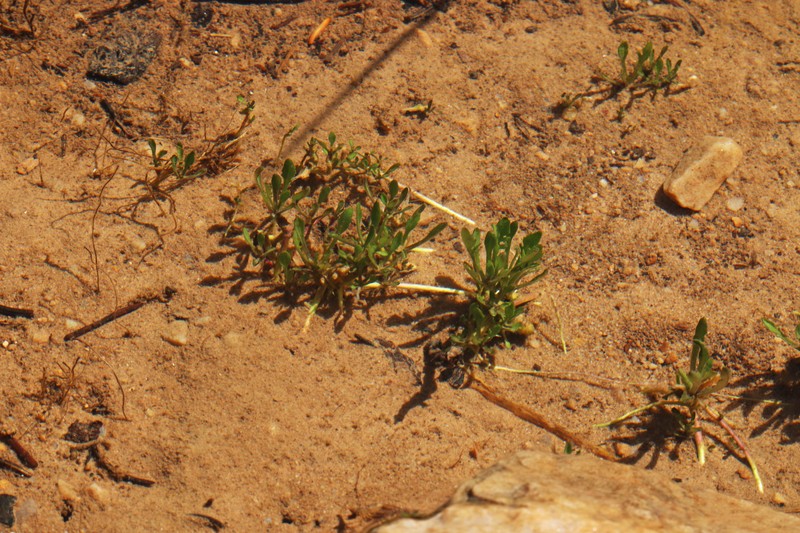 Alpine Yellowcress photo 3