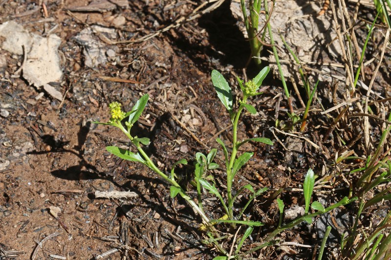 Alpine Yellowcress photo 4