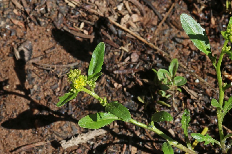 Alpine Yellowcress photo 5
