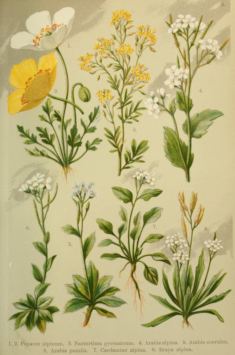 Alpine Yellowcress photo 6