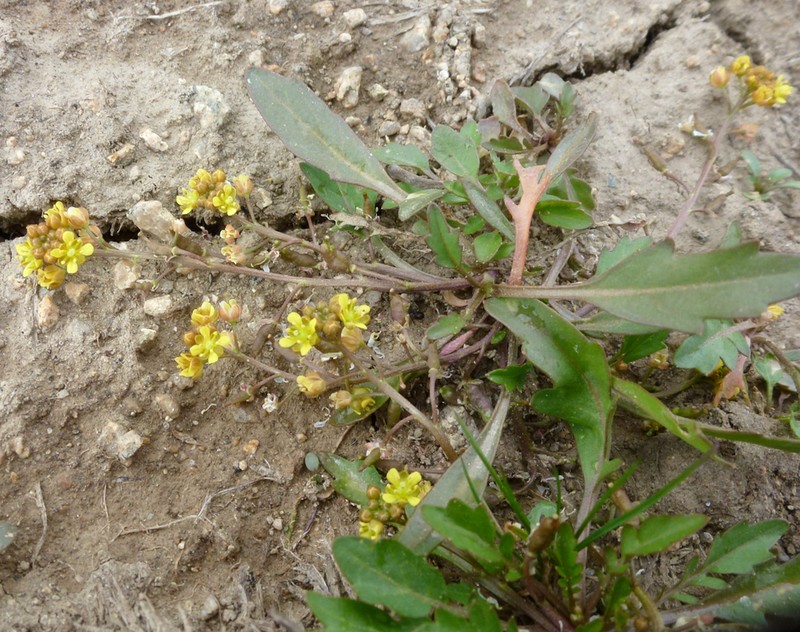 Alpine Yellowcress