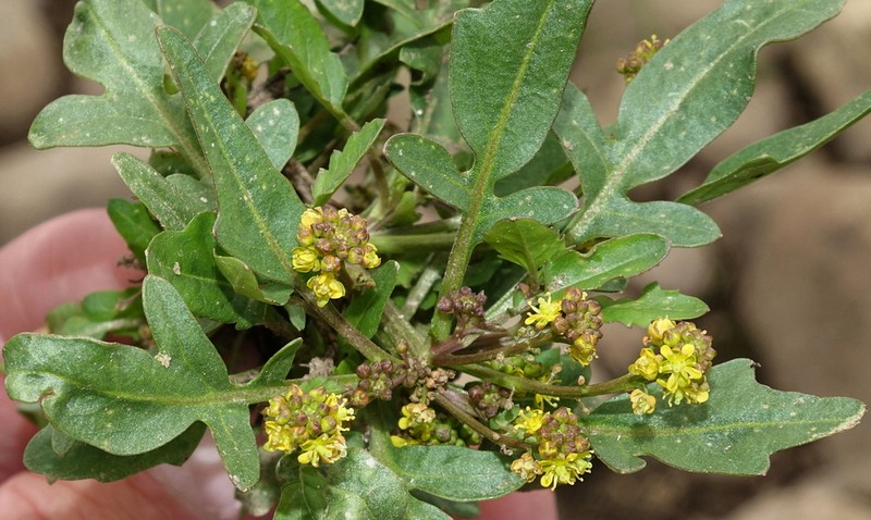 Alpine Yellowcress photo 2