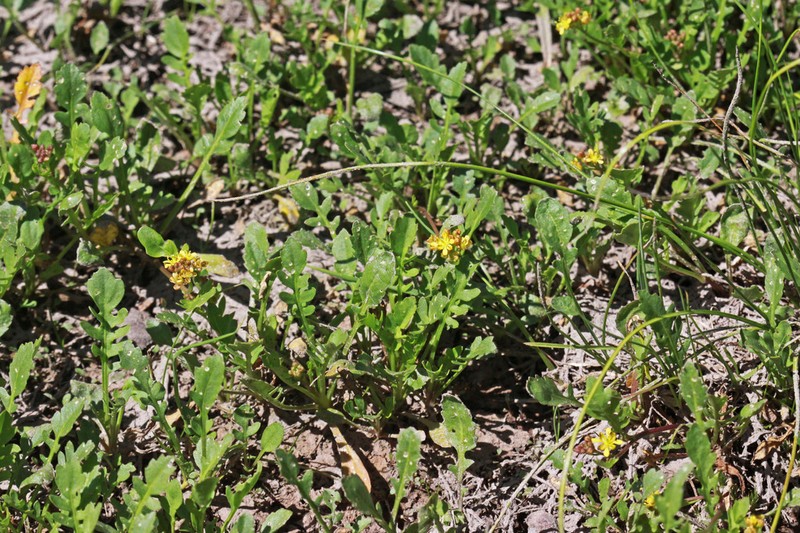 Alpine Yellowcress photo 3