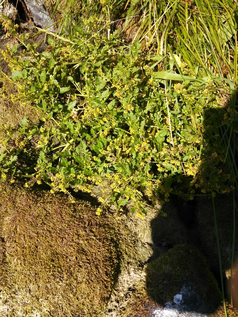 Alpine Yellowcress photo 4