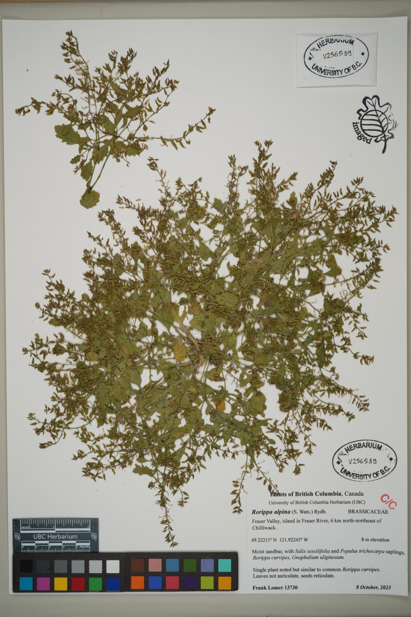 Alpine Yellowcress photo 5
