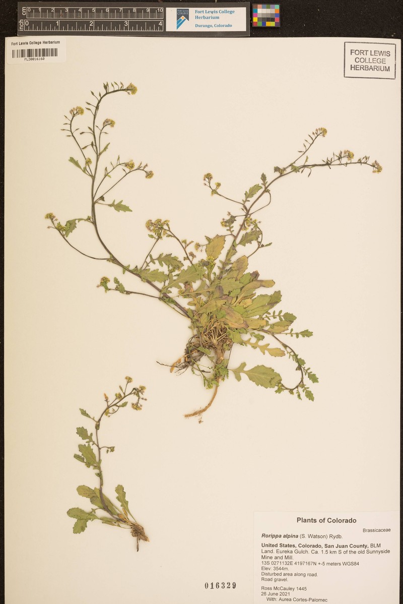 Alpine Yellowcress photo 6