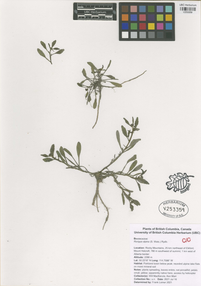 Alpine Yellowcress photo 7