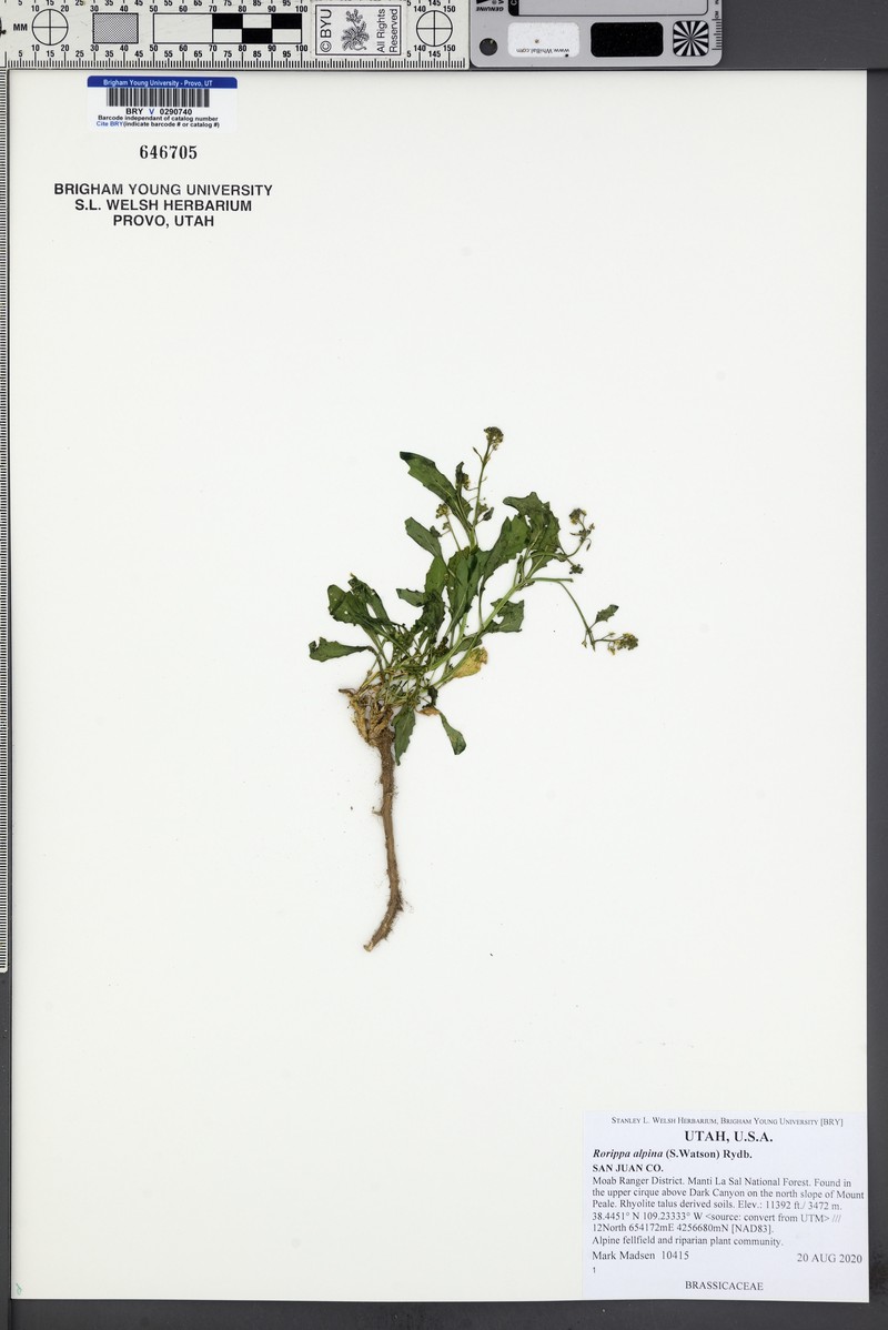 Alpine Yellowcress photo 8