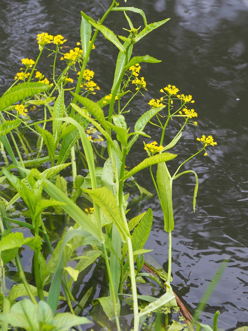 Great Yellowcress photo 2