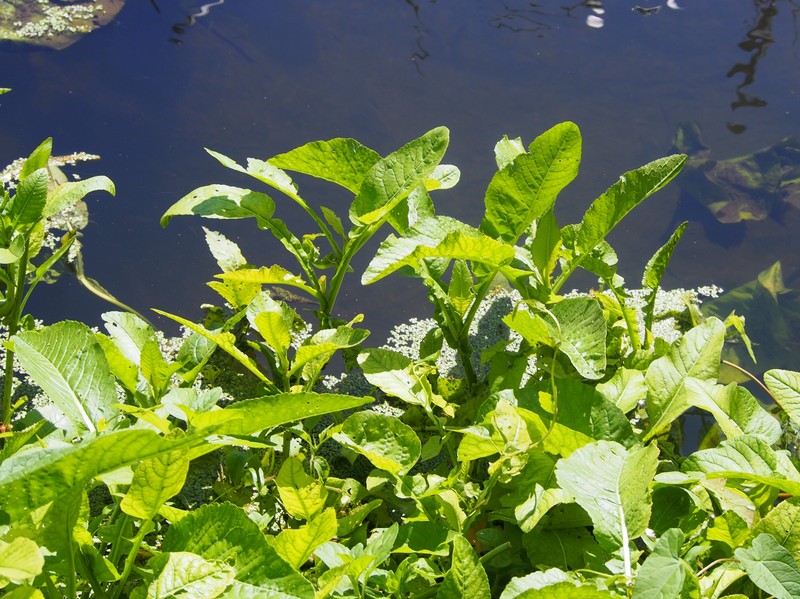 Great Yellowcress photo 4