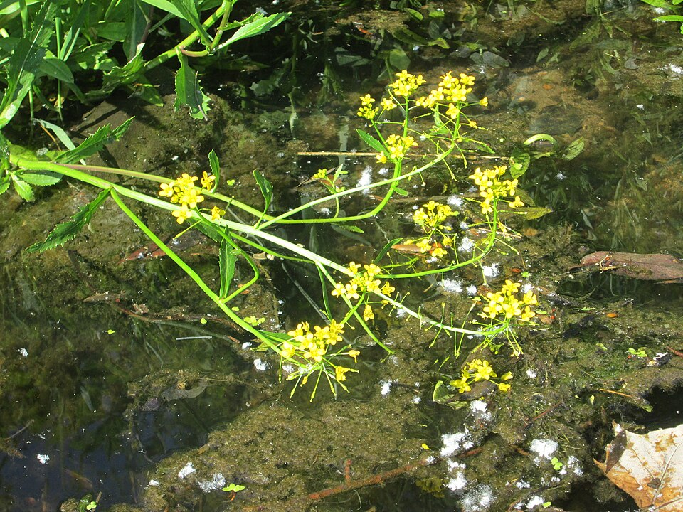 Great Yellowcress photo 7