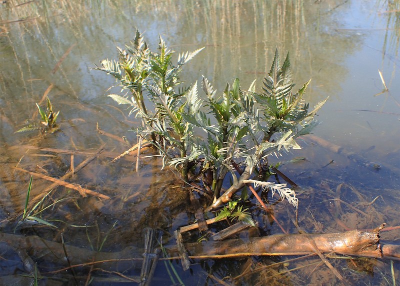 Great Yellowcress photo 5