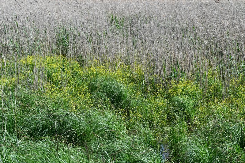 Great Yellowcress photo 8