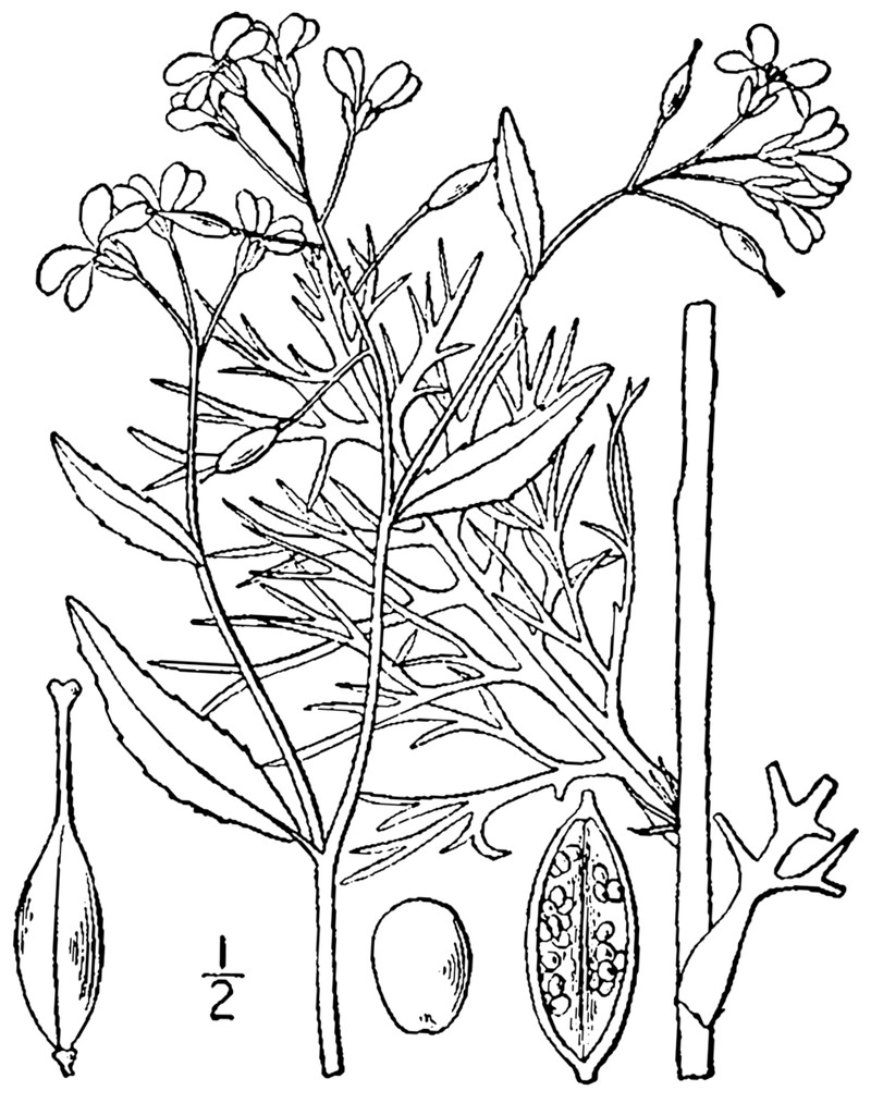 Lakecress