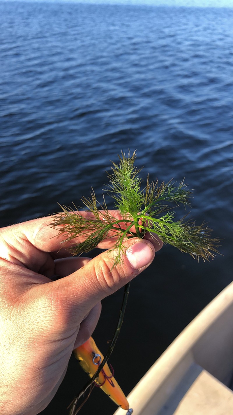 Lakecress photo 4