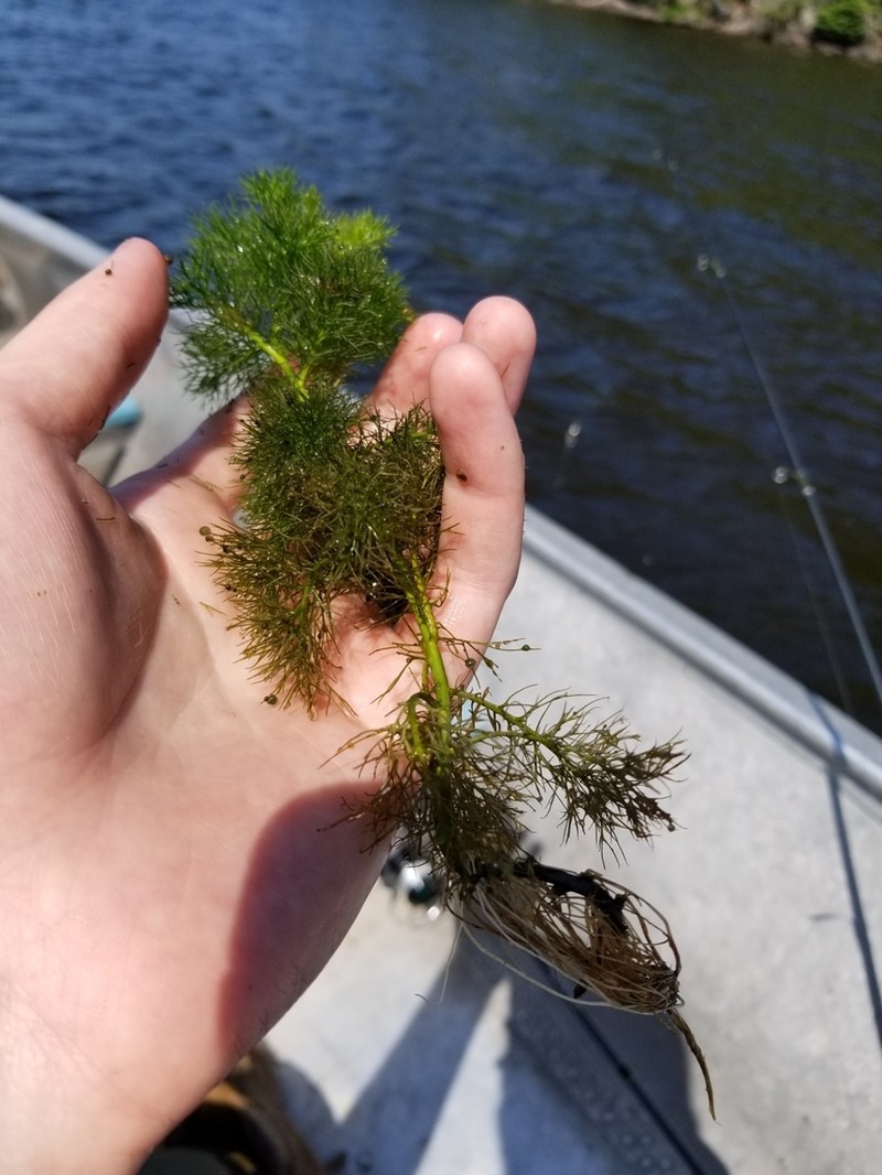 Lakecress photo 5