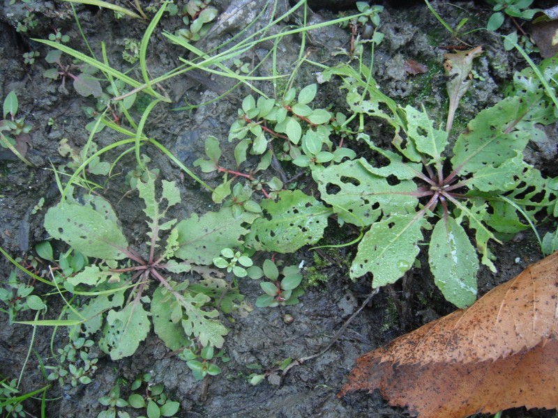Lakecress photo 8