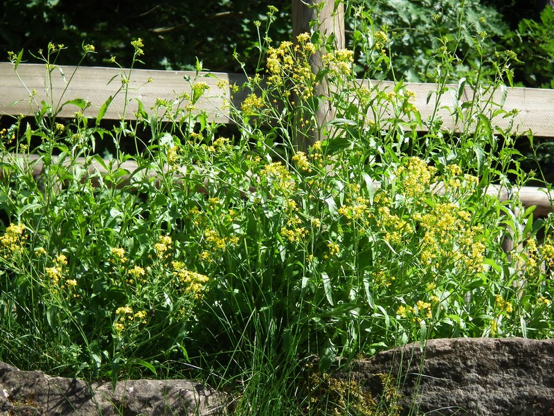 Austrian Yellowcress photo 4