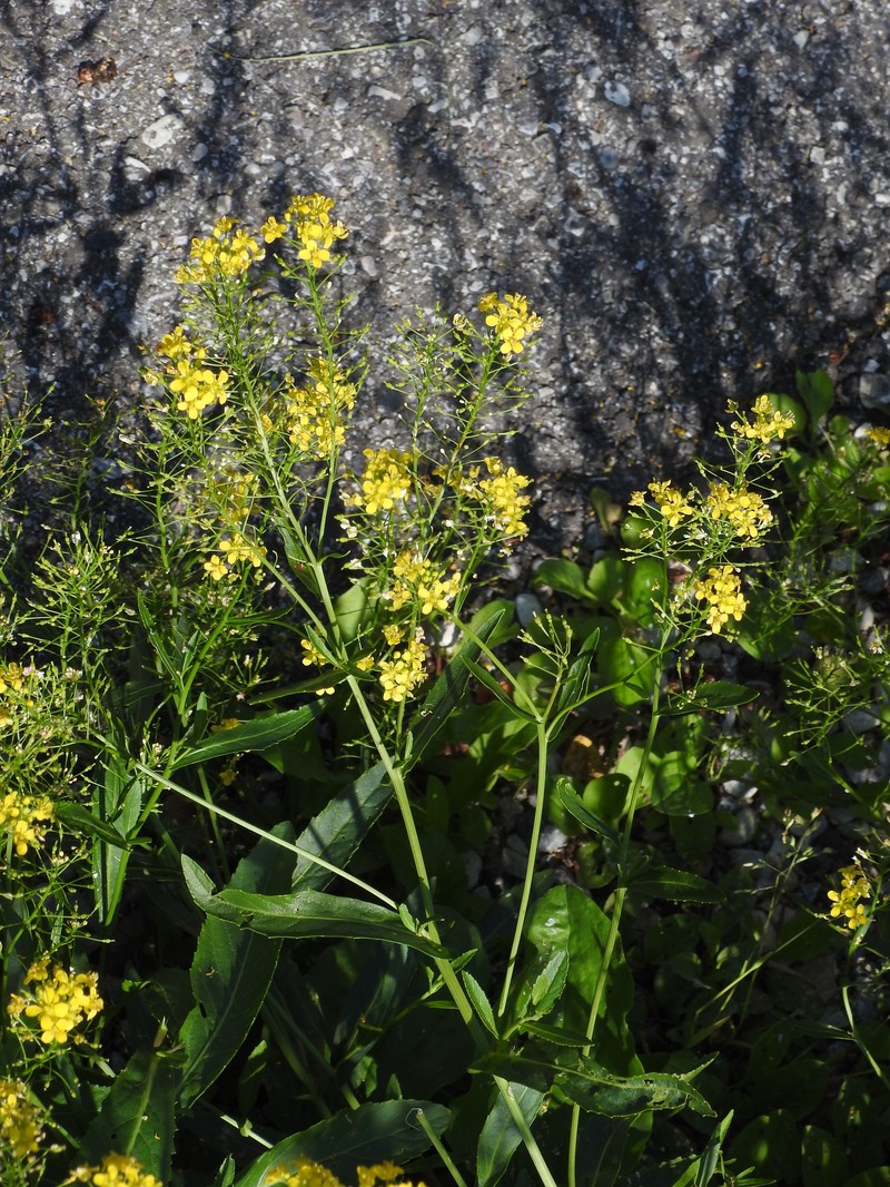 Austrian Yellowcress