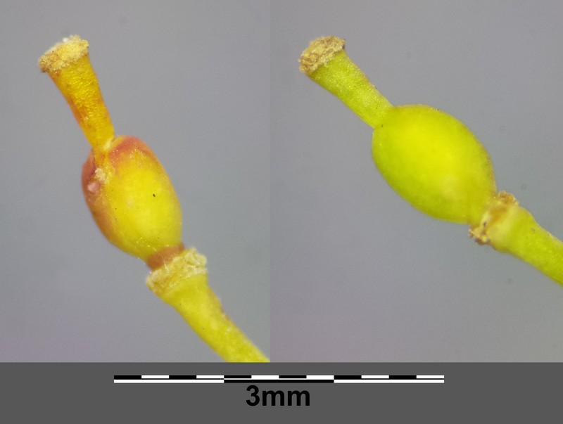 Austrian Yellowcress photo 2