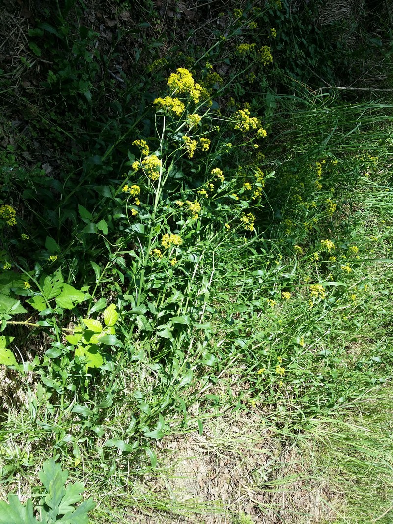 Austrian Yellowcress photo 3