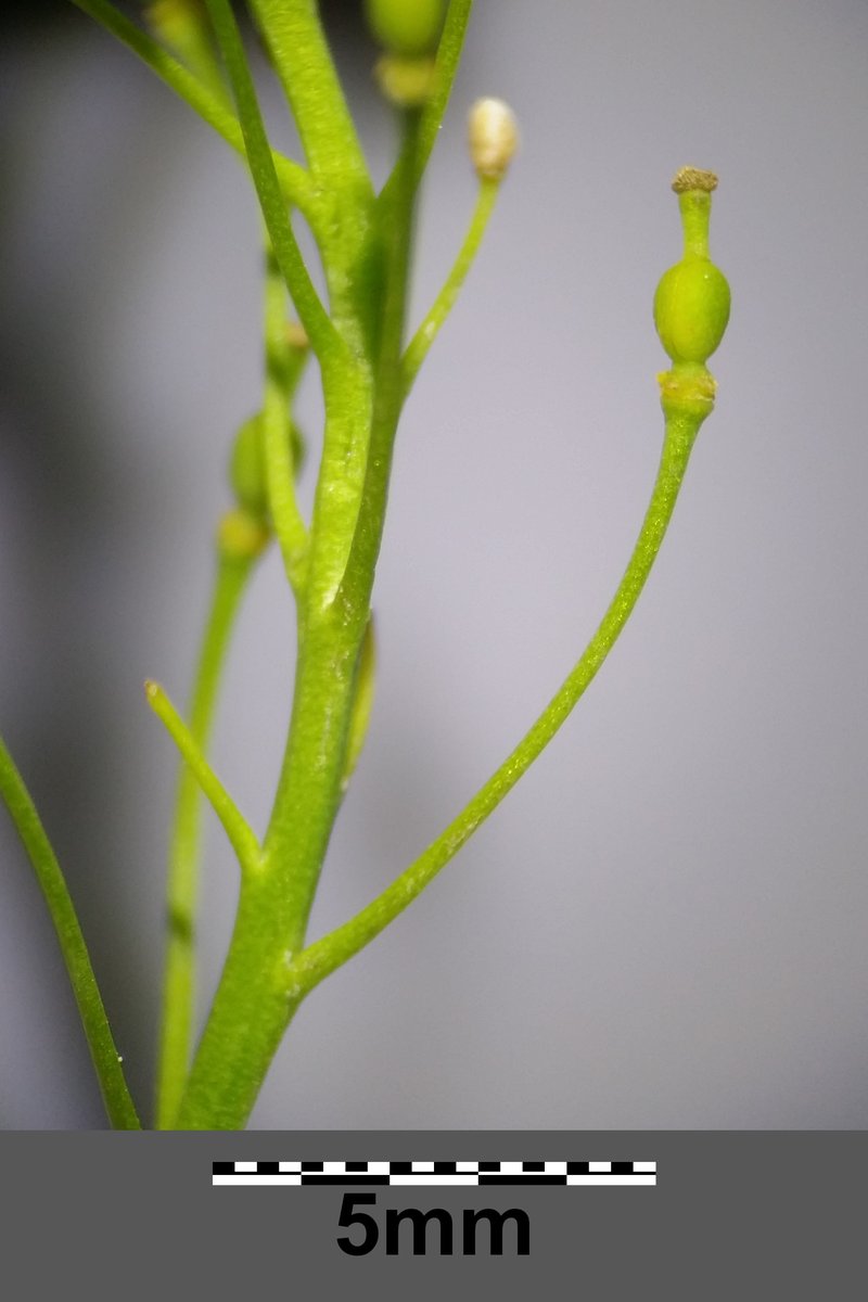 Austrian Yellowcress photo 5