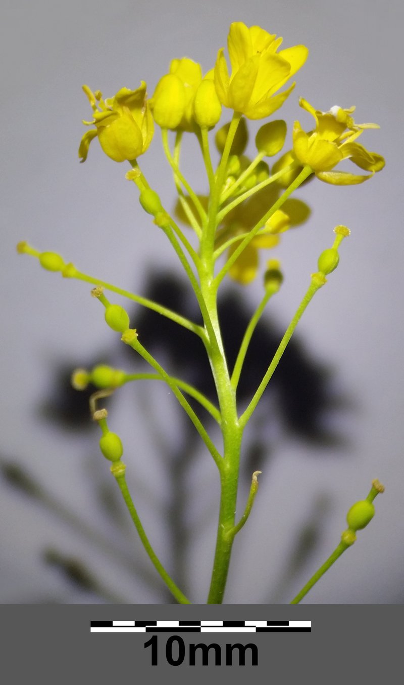 Austrian Yellowcress photo 6
