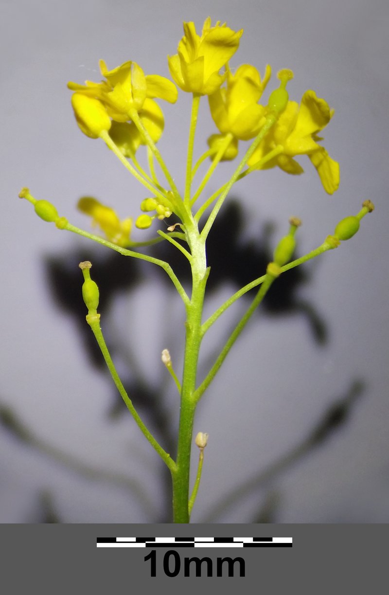 Austrian Yellowcress photo 7