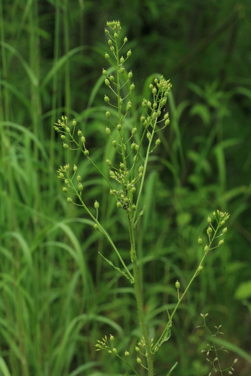 Hoary Yellowcress
