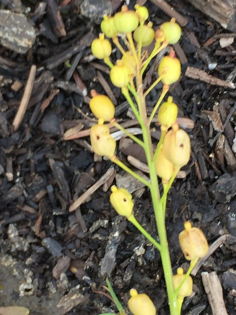 Hoary Yellowcress photo 2