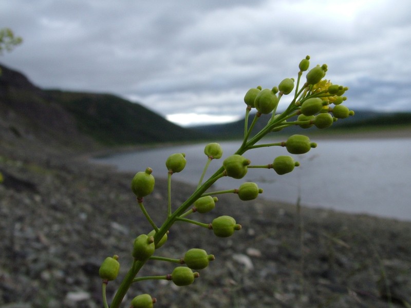 Hoary Yellowcress photo 3
