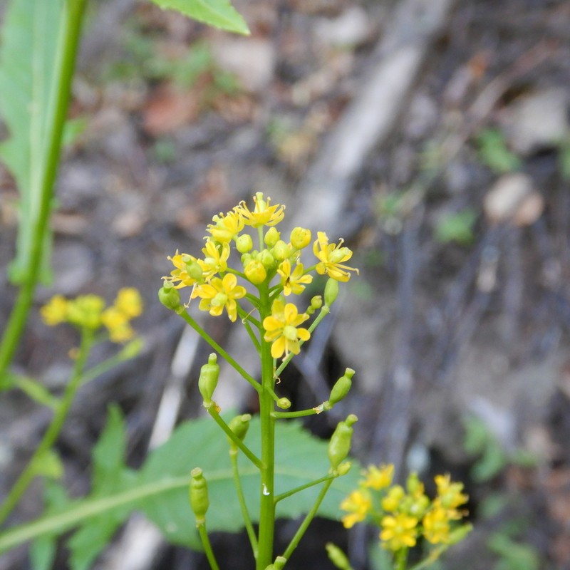 Hoary Yellowcress photo 4