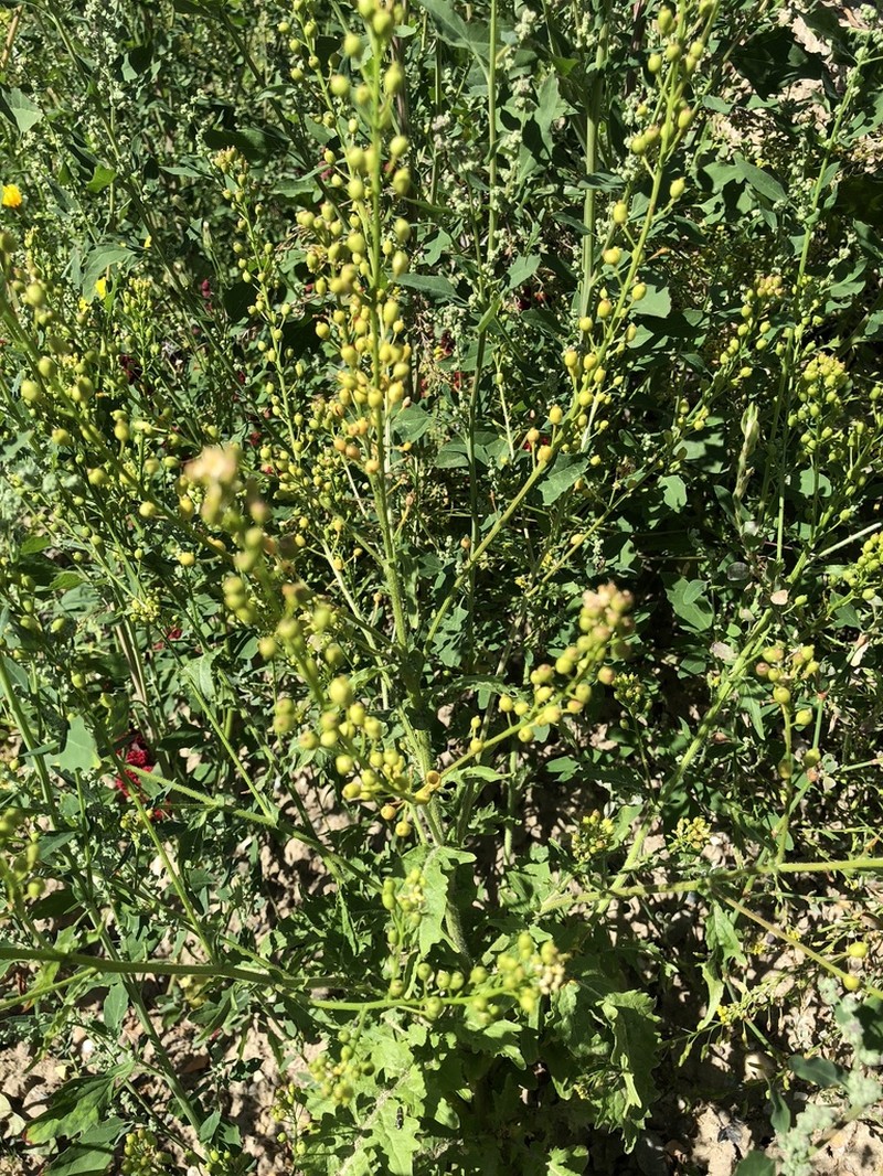 Hoary Yellowcress photo 5