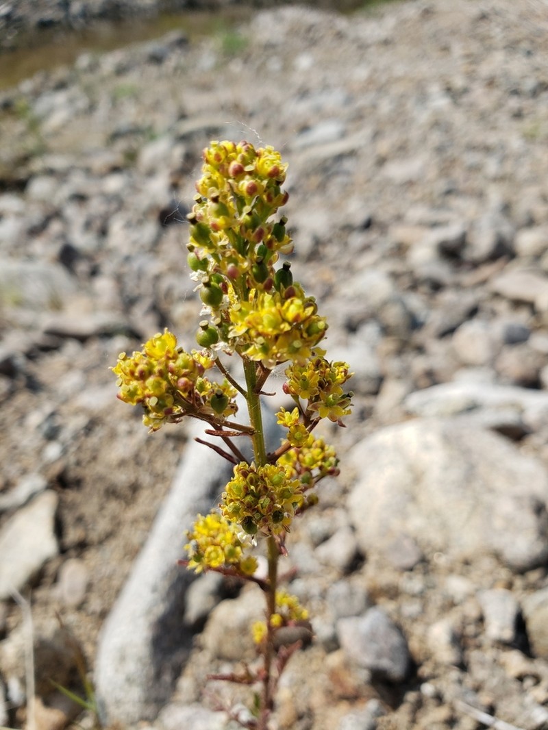 Hoary Yellowcress photo 6