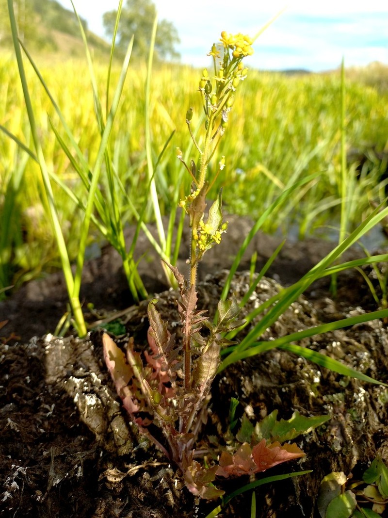 Hoary Yellowcress photo 7