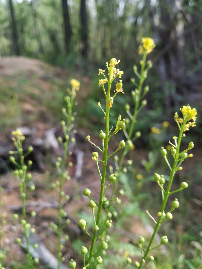 Hoary Yellowcress photo 8