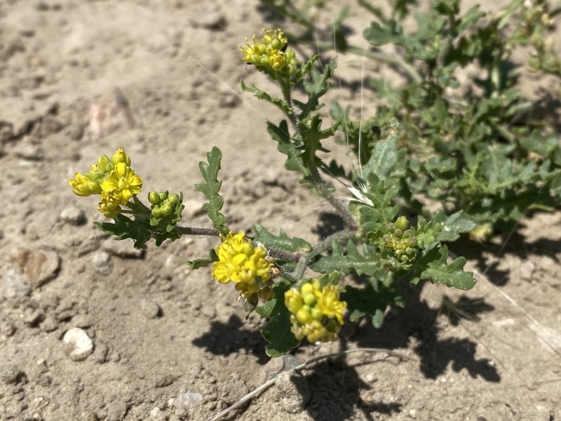 Persistent Sepal Yellowcress photo 3