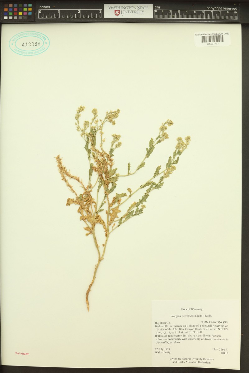 Persistent Sepal Yellowcress photo 5