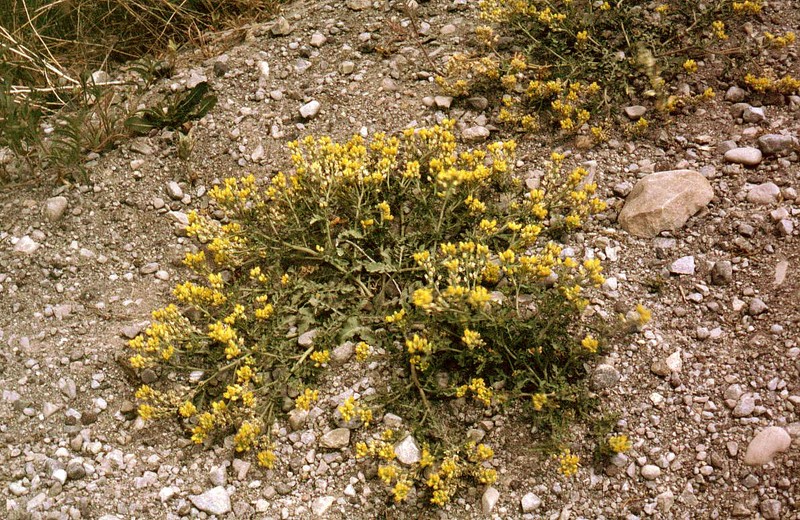 Columbian Yellowcress