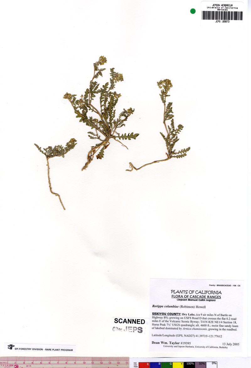 Columbian Yellowcress photo 2
