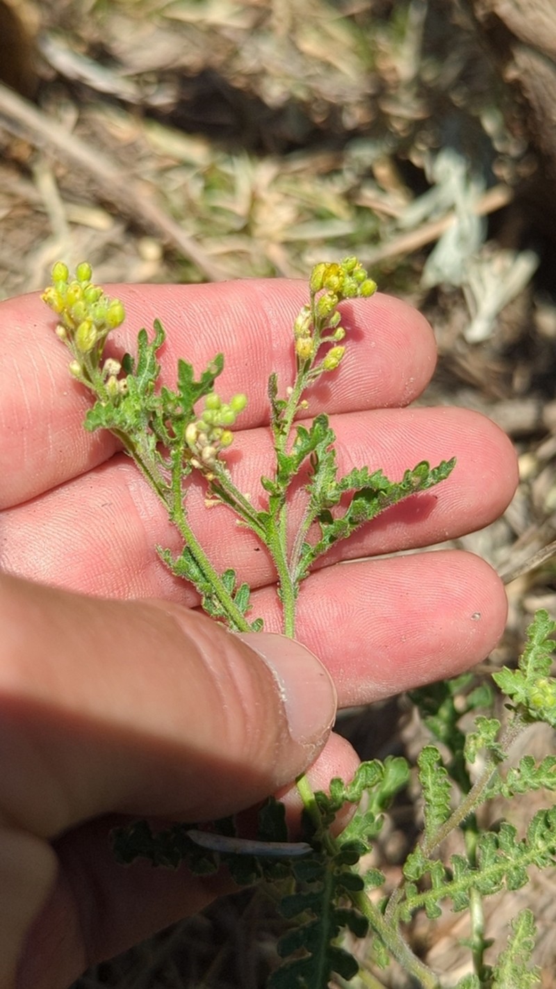 Columbian Yellowcress photo 3