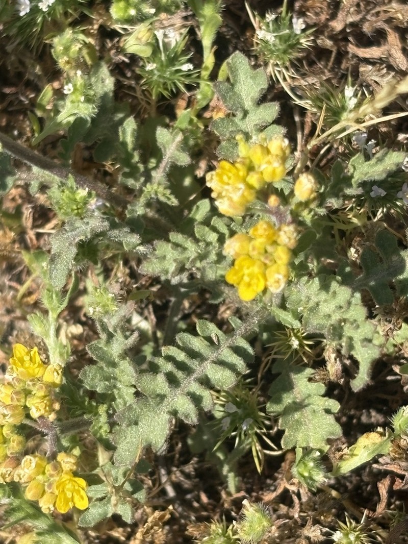 Columbian Yellowcress photo 4