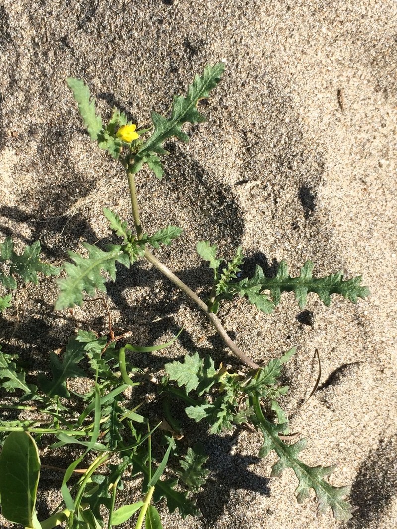 Columbian Yellowcress photo 5