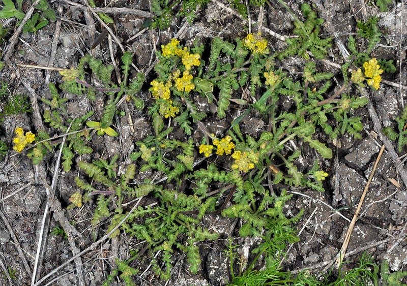 Columbian Yellowcress photo 6