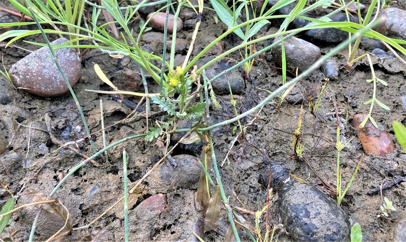 Columbian Yellowcress photo 7