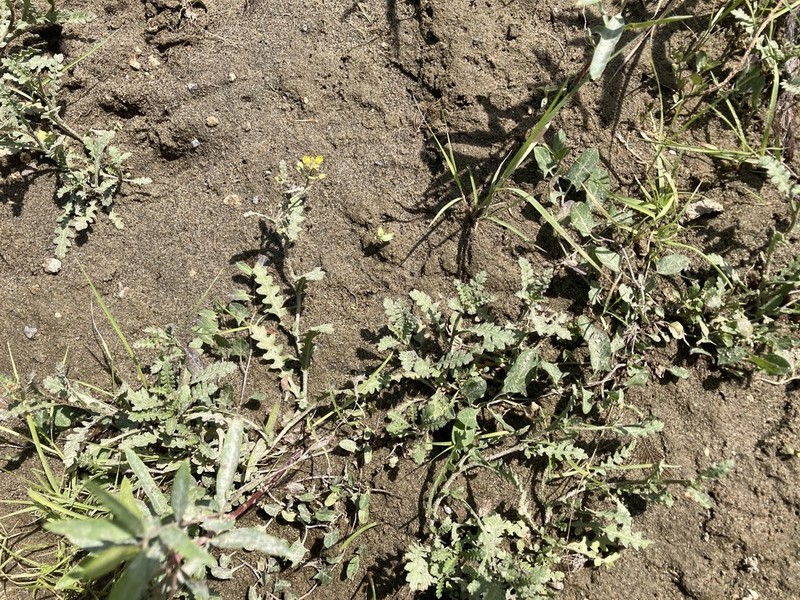 Columbian Yellowcress photo 8