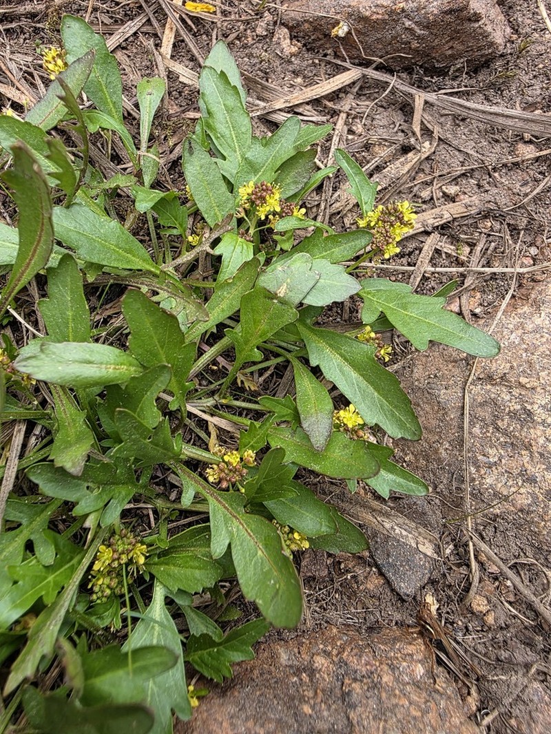 Bluntleaf Yellowcress photo 2