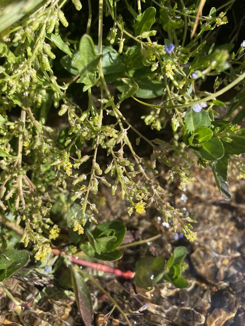 Bluntleaf Yellowcress photo 3