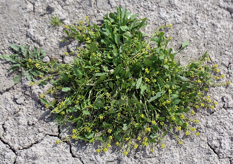 Bluntleaf Yellowcress photo 4