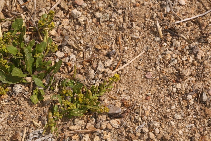 Bluntleaf Yellowcress photo 6